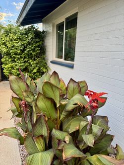 Thinning Out My Orange Canna