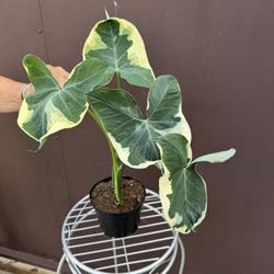 6” Alocasia Mickey Mouse W/2 Plants 
