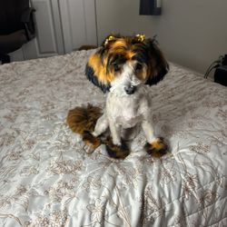 Dog Haircuts 