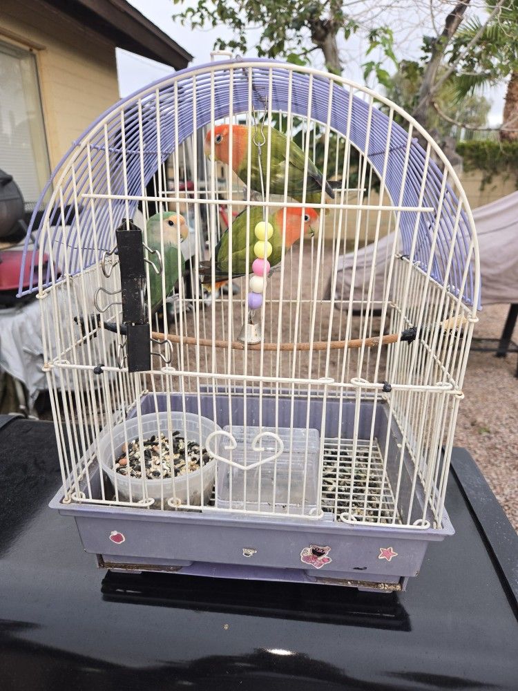 Bird Cage