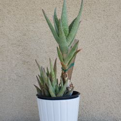 13" High ALOE with 6 New Starters In Ceramic Pot