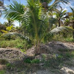 Coconut Palms Robellini's Old Man Poems