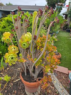Large Potted Succulent and Cactus Arrangement
