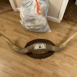 Vintage Antique Large Mounted Bull Steer Horns 52”