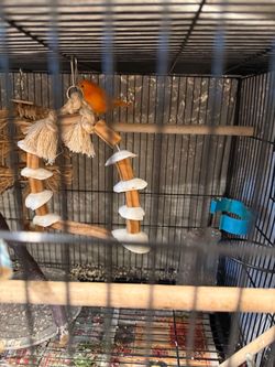 Cage