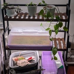 Plant Shelf With LED Lights 