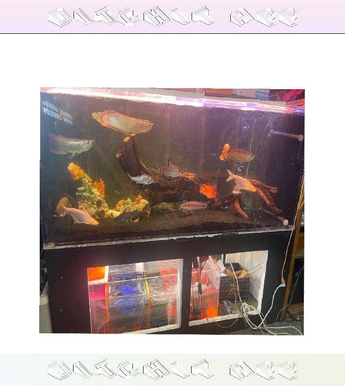 perhaps goal Massive Aquarium Tank - Wide & Stunning Display