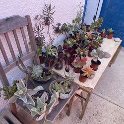 ‼️🌵🪻Moving-out PLANTS SALE‼️🌱🪴