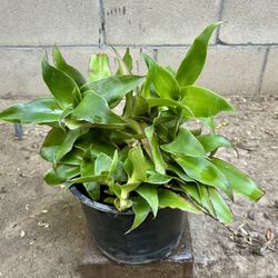 Callisia Fragrance Basket Plants 