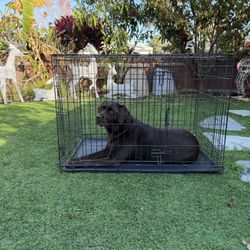 MidWest Homes for Pets iCrate 1542DD Steel Pet Crate 42in for Large Dogs