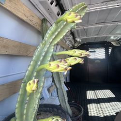 Cactus 