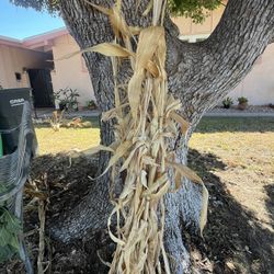Fall/halloween Cornstalk Decoration 