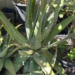 Aloe Vera Penca Gruesa