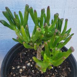 Gollum Jade Crassula Ovata Plant