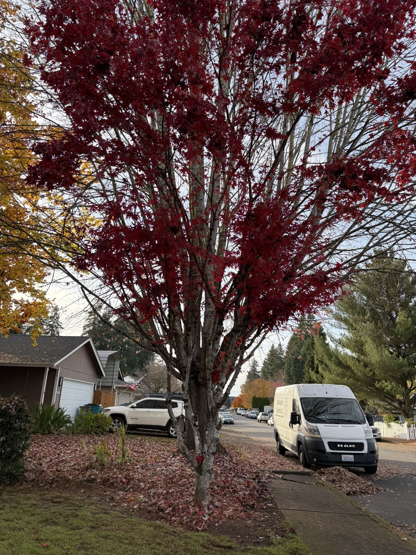 Tree Needs New Home The Neighbors Tree Is Smothering It