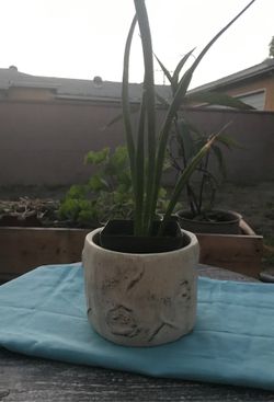 Round Cream Ceramic Planter