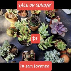 SALE SUNDAY TODAY. Please DM FOR APPT TODAY