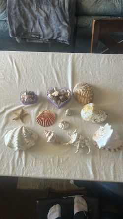 Seashell Collection Lot — Large Shells, Starfish, Conch, Clams + More