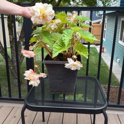 Begonia Samba
