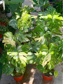 Plants (6”pot🌿Monstera Thai $35 each)