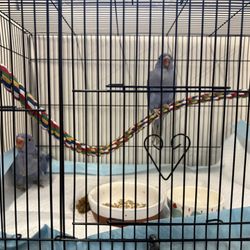 Bird Cage