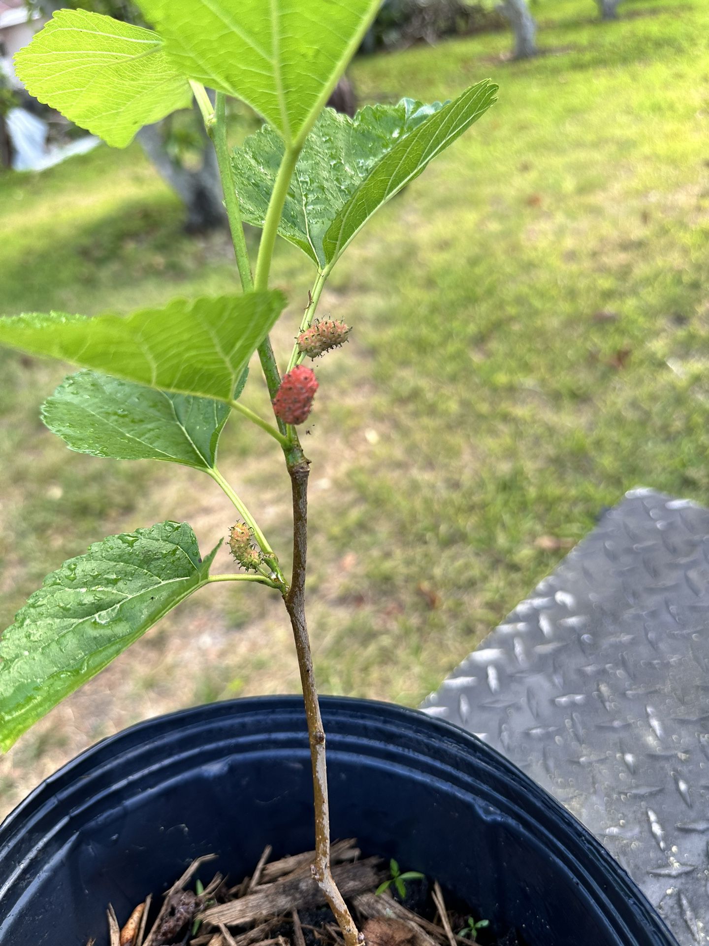 Mulberry Plant