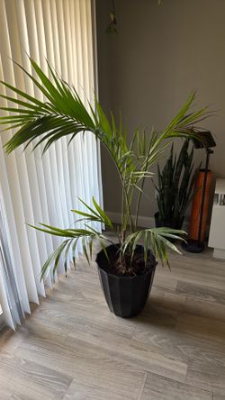 Majesty palm