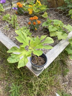 Mexican Sunflower 