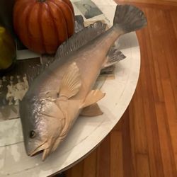 Taxidermy Drum Fish!! $125 Obo!! 