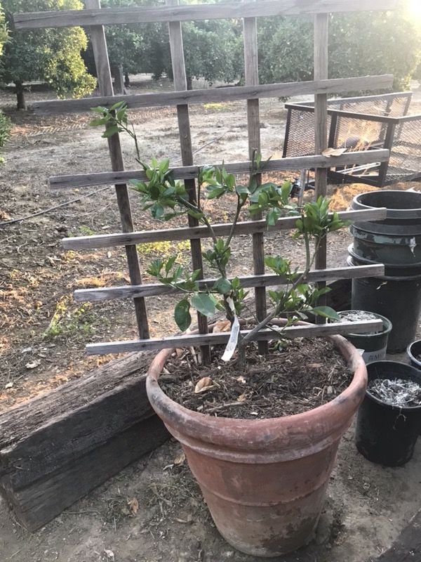 Grapefruit tree