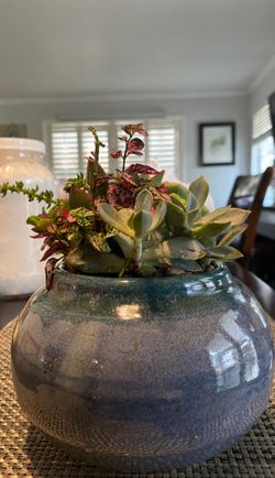 Multi succulents in glaze ceramic pot