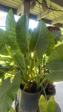 Planta