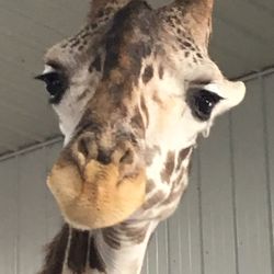 Elephant And Giraffe Photos