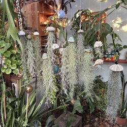Flowing Spanish Moss In Sea Shells And Sea Urchins
