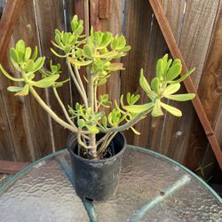 Tree Stonecrop. Succulent Plant Pot