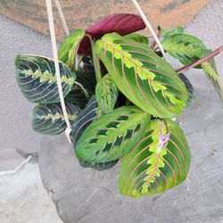 Red Maranta 6in