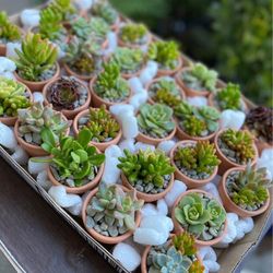 Succulent Arrangement Party Favors 
