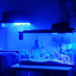 10 Gallon Tank With Heater Pump Rocks Decor