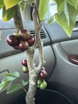 Jaboticaba Tree