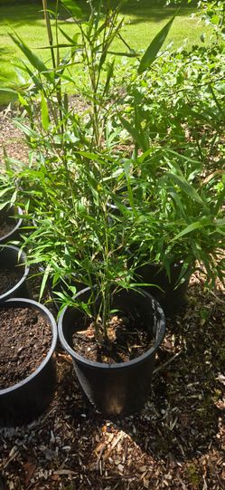 Beautiful 3 gallon Bamboo plants