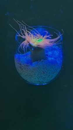 Fake tube anemone