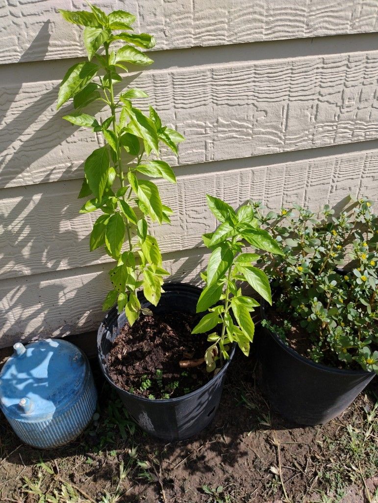 Basil Plants