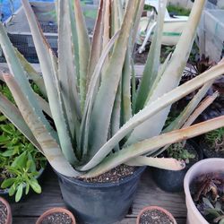 Well Rooted Big Aloe Plant