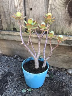 Succulent Jade plant in blue ceramic pot