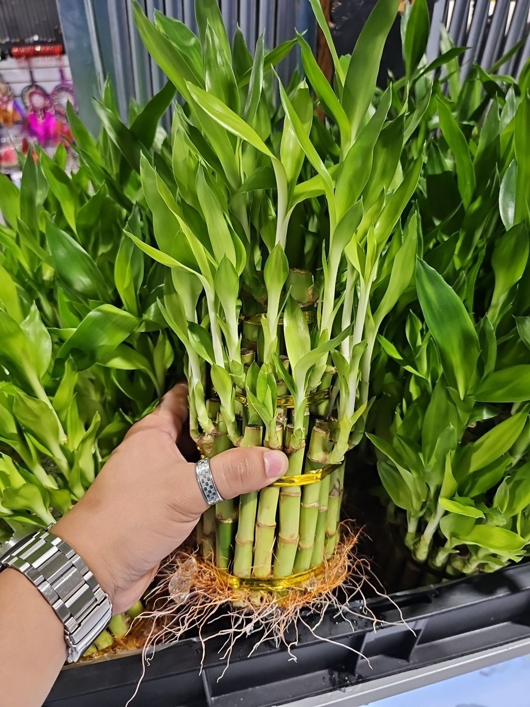 Se Rifa En Chamblee Bamboo Plant 