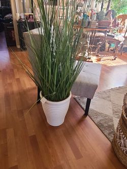 Faux Plant. Older