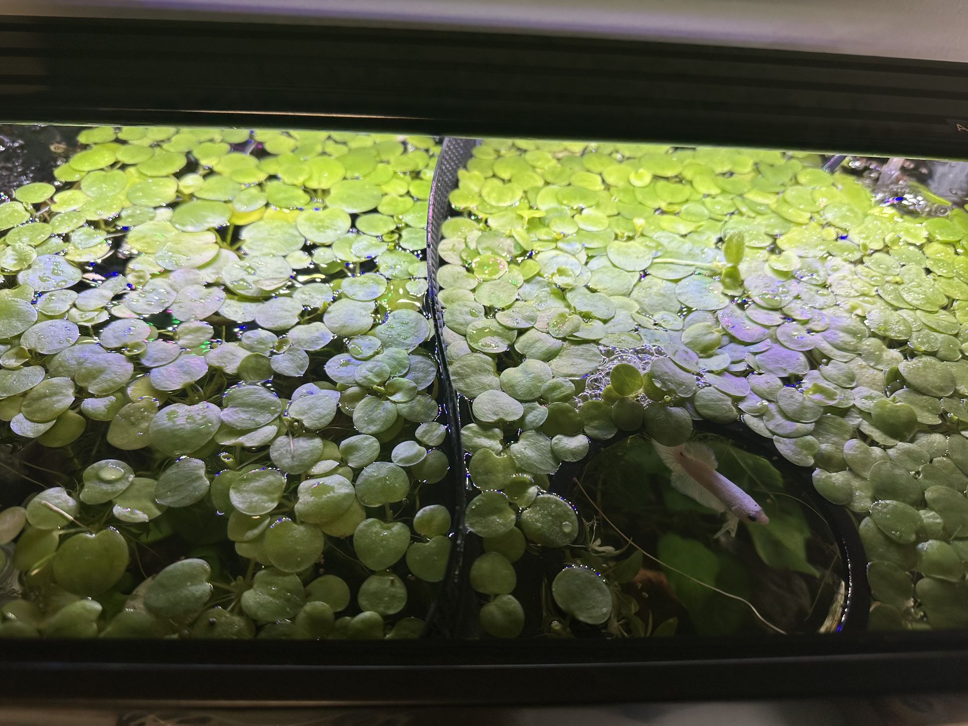 Live Frogbit Floating Aquarium Plant