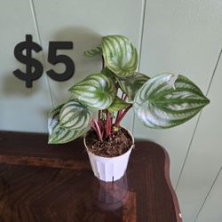 Peperomia Watermelon Plant