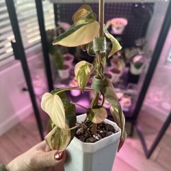 High Variegation Mican Aurea 