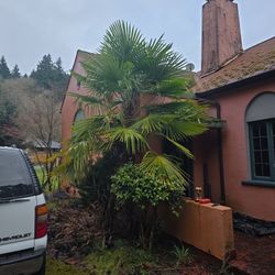 Dos Palmeras A La Venta Una De 9 Pies Y La Otra De 12 Pies